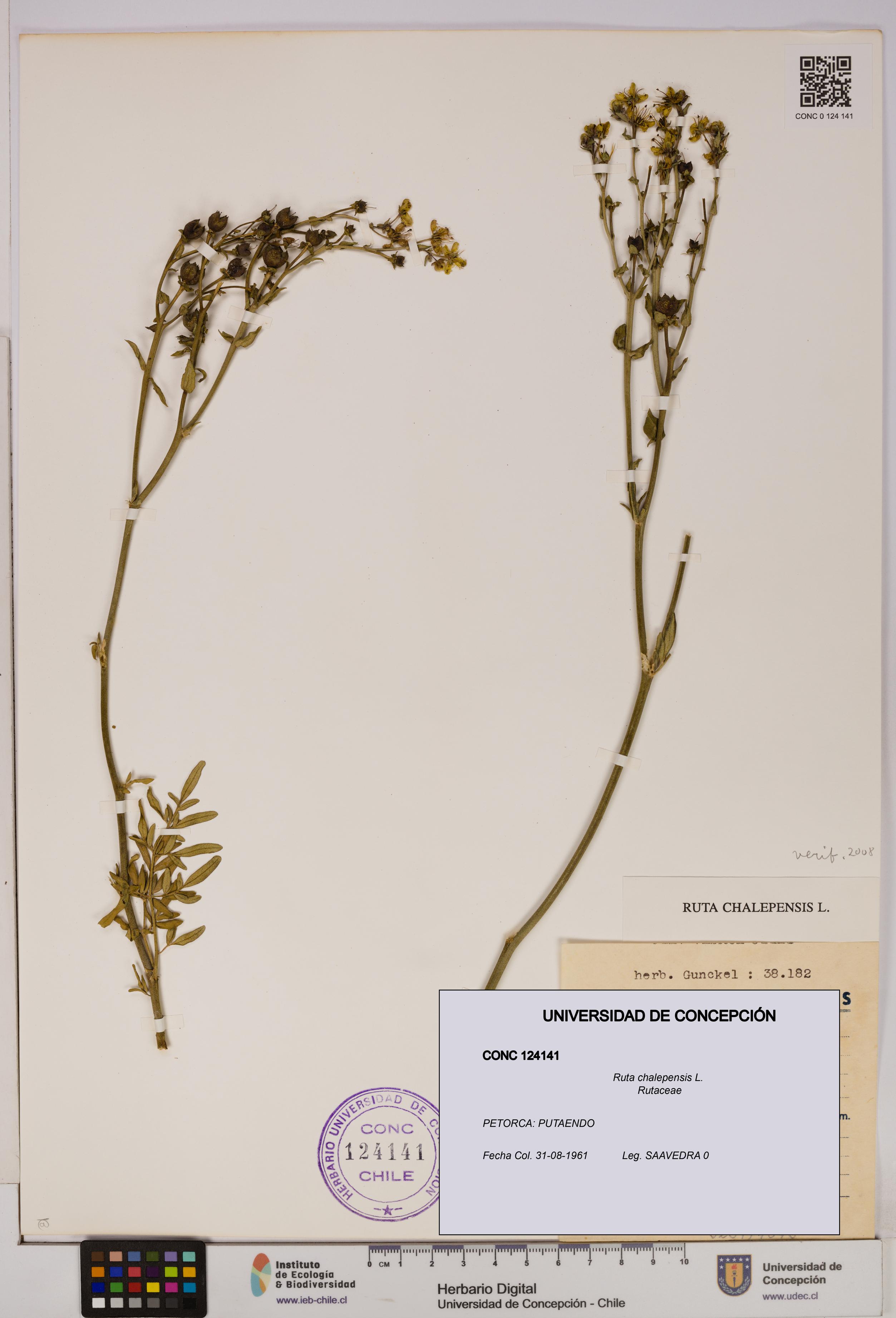 Ruta chalepensis [Espécimen: UDEC:CONC:0124141]