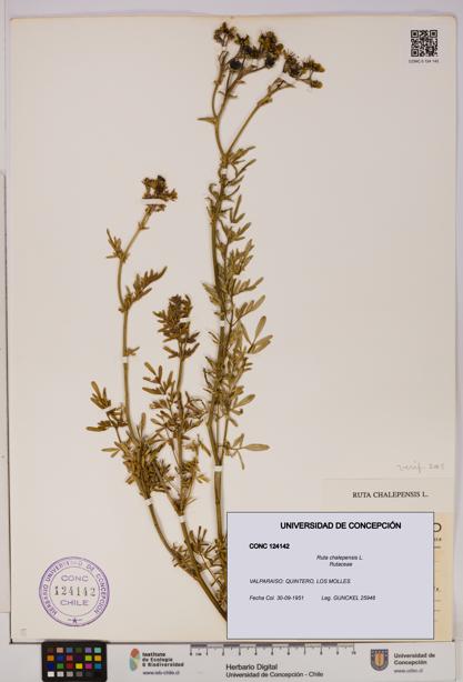 Ruta chalepensis [Espécimen: UDEC:CONC:0124142]