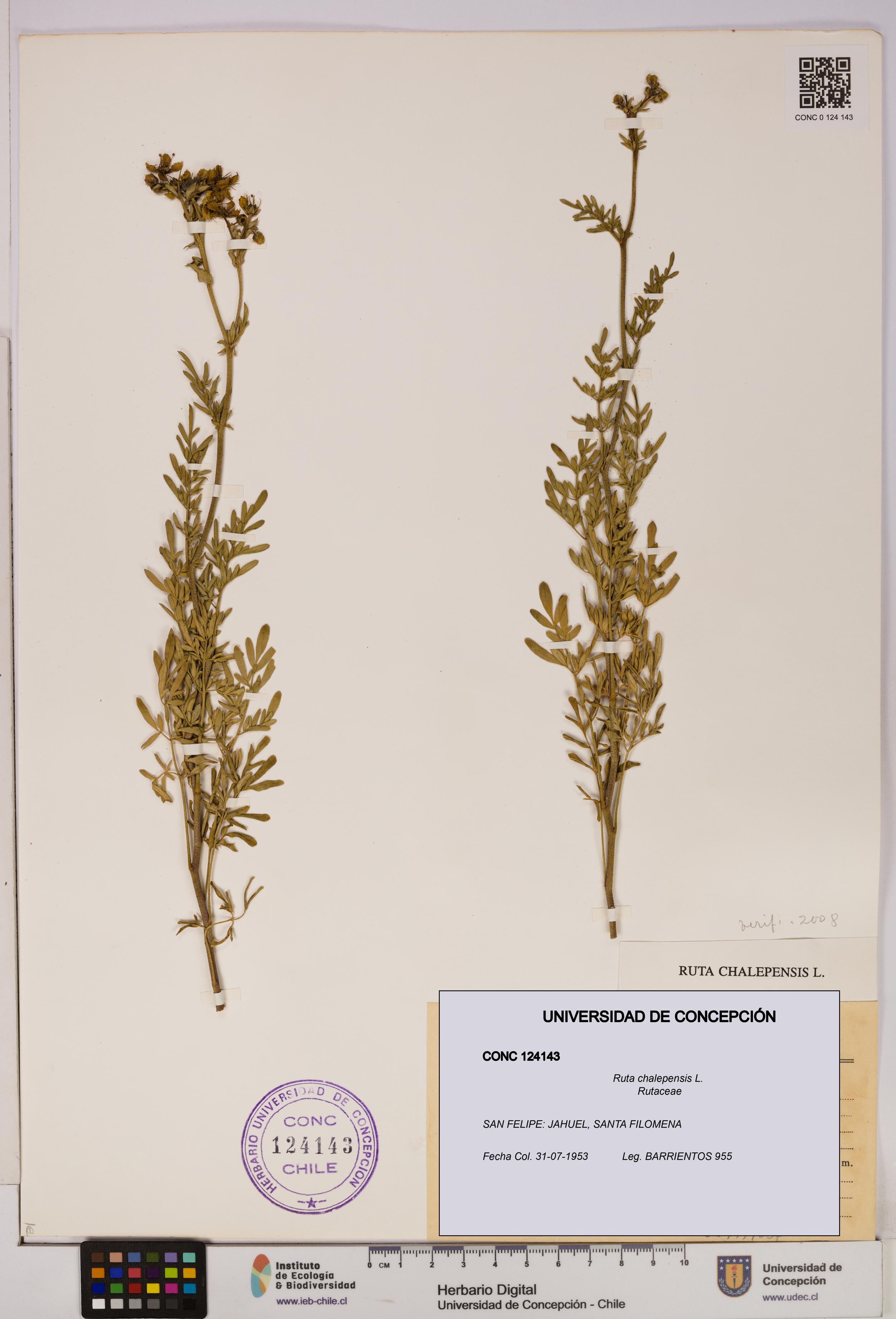 Ruta chalepensis [Espécimen: UDEC:CONC:0124143]