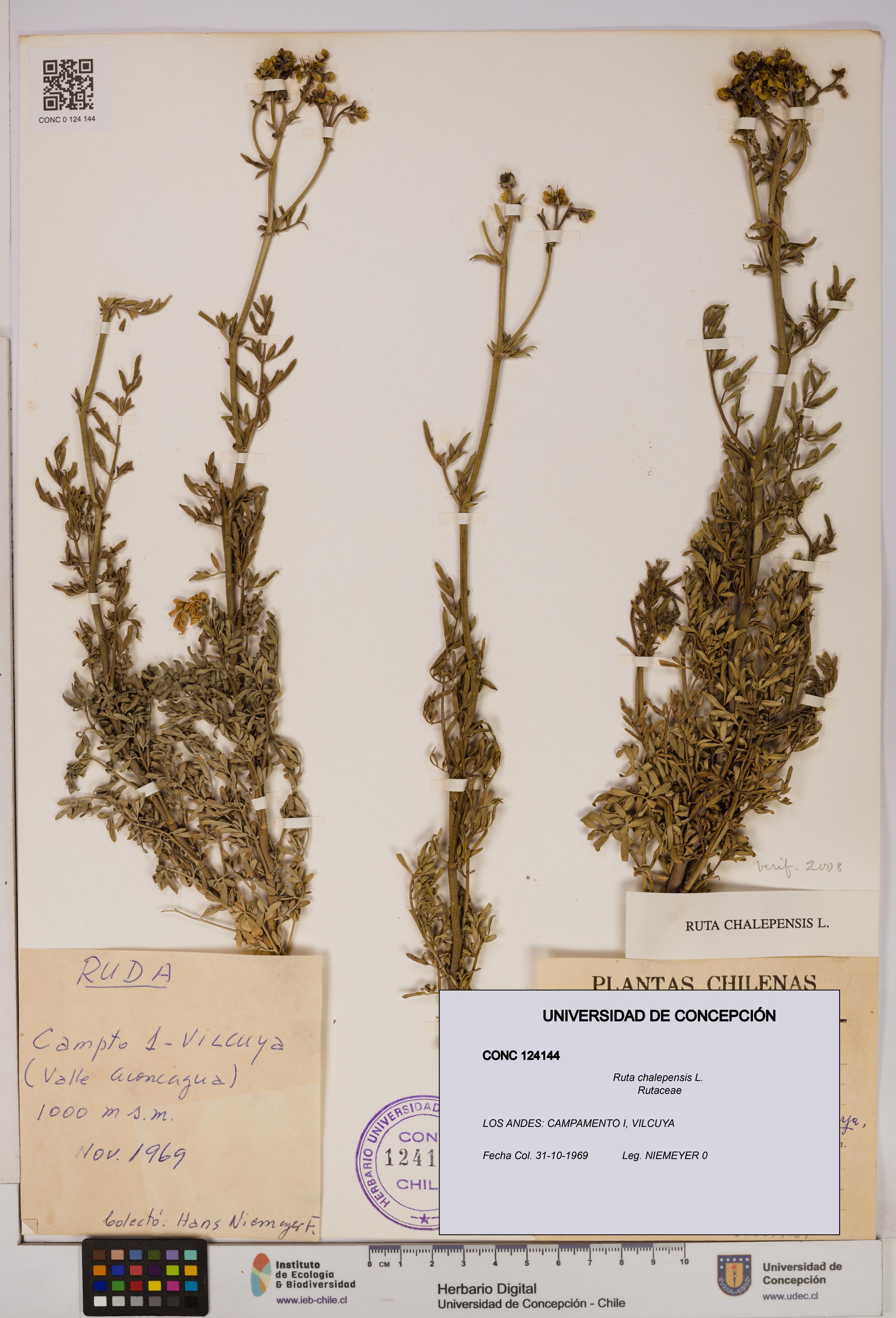 Ruta chalepensis [Espécimen: UDEC:CONC:0124144]