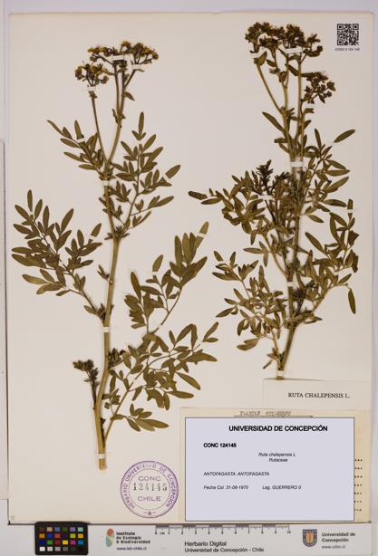 Ruta chalepensis [Espécimen: UDEC:CONC:0124145]