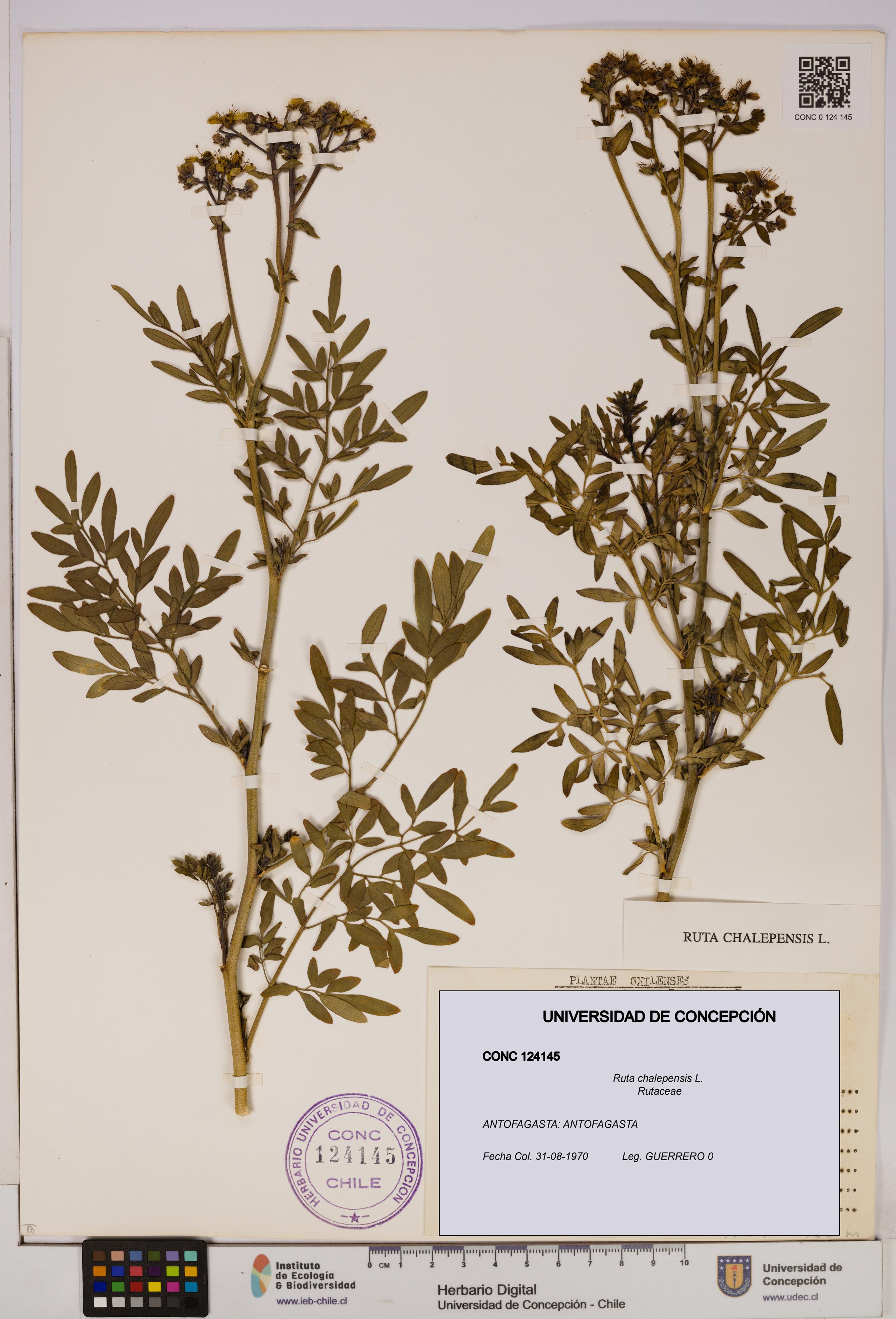 Ruta chalepensis [Espécimen: UDEC:CONC:0124145]