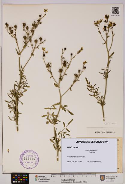 Ruta chalepensis [Espécimen: UDEC:CONC:0124146]
