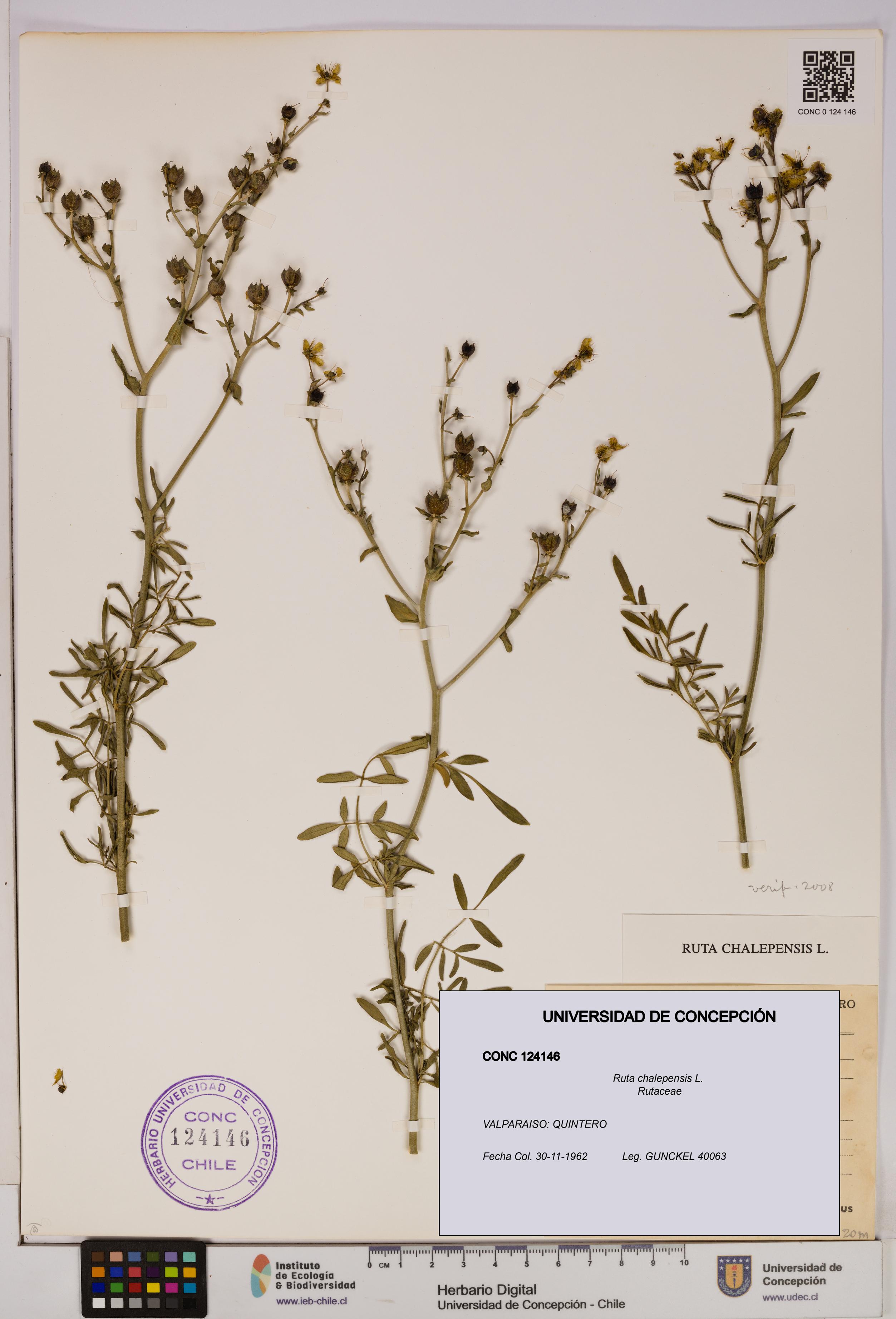 Ruta chalepensis [Espécimen: UDEC:CONC:0124146]