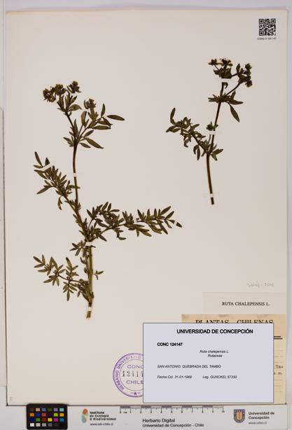 Ruta chalepensis [Espécimen: UDEC:CONC:0124147]