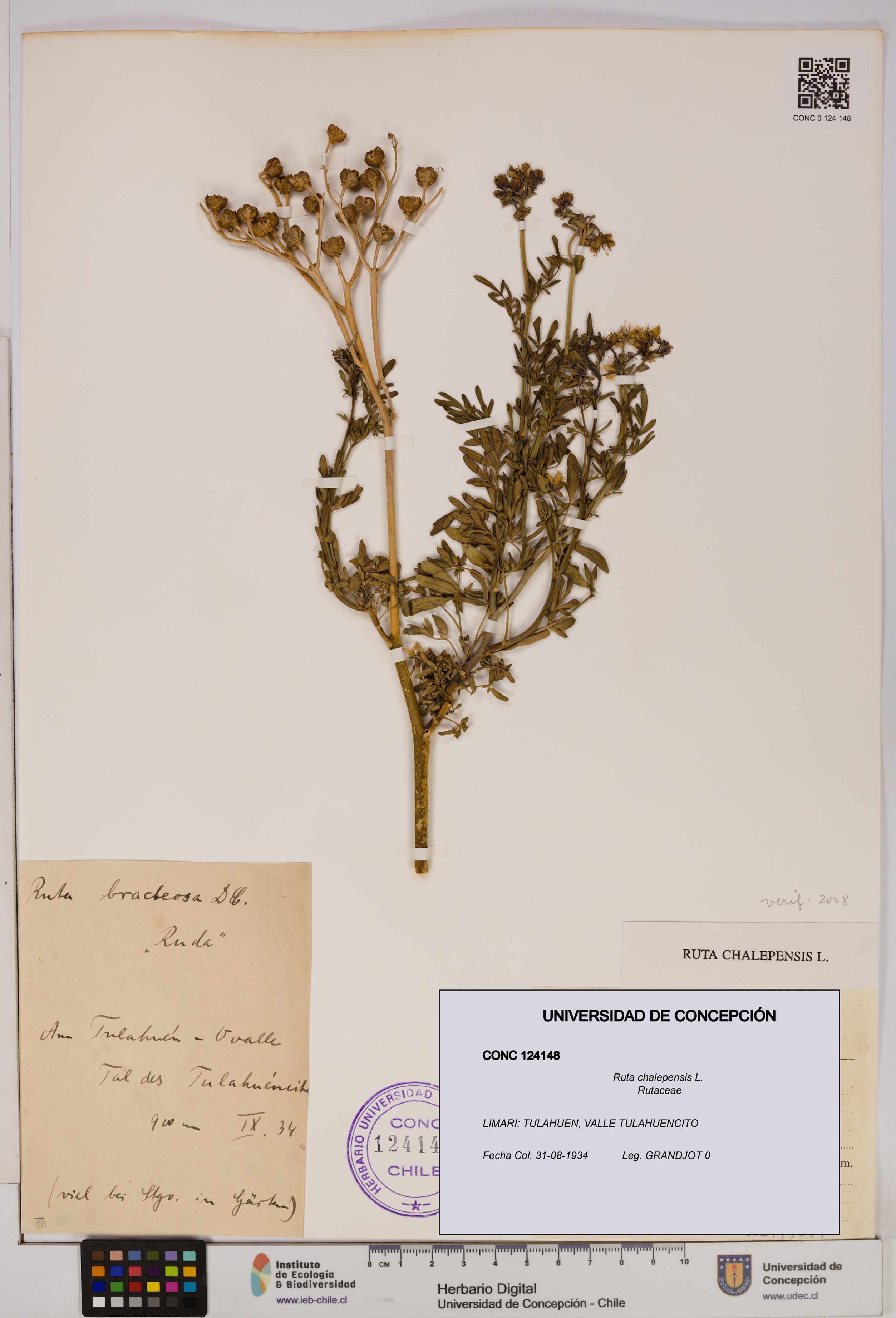 Ruta chalepensis [Espécimen: UDEC:CONC:0124148]