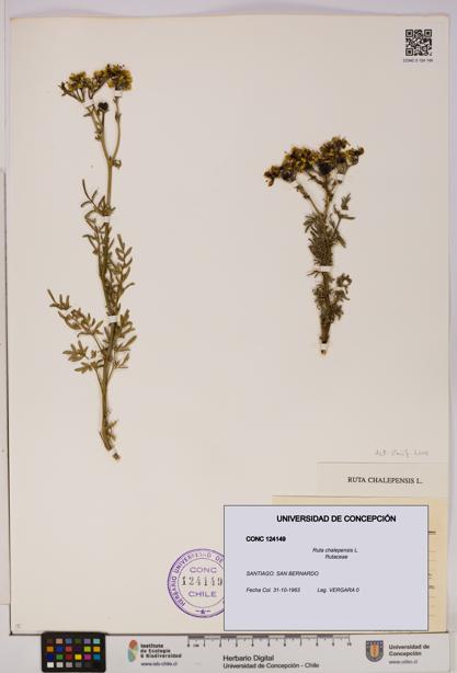 Ruta chalepensis [Espécimen: UDEC:CONC:0124149]