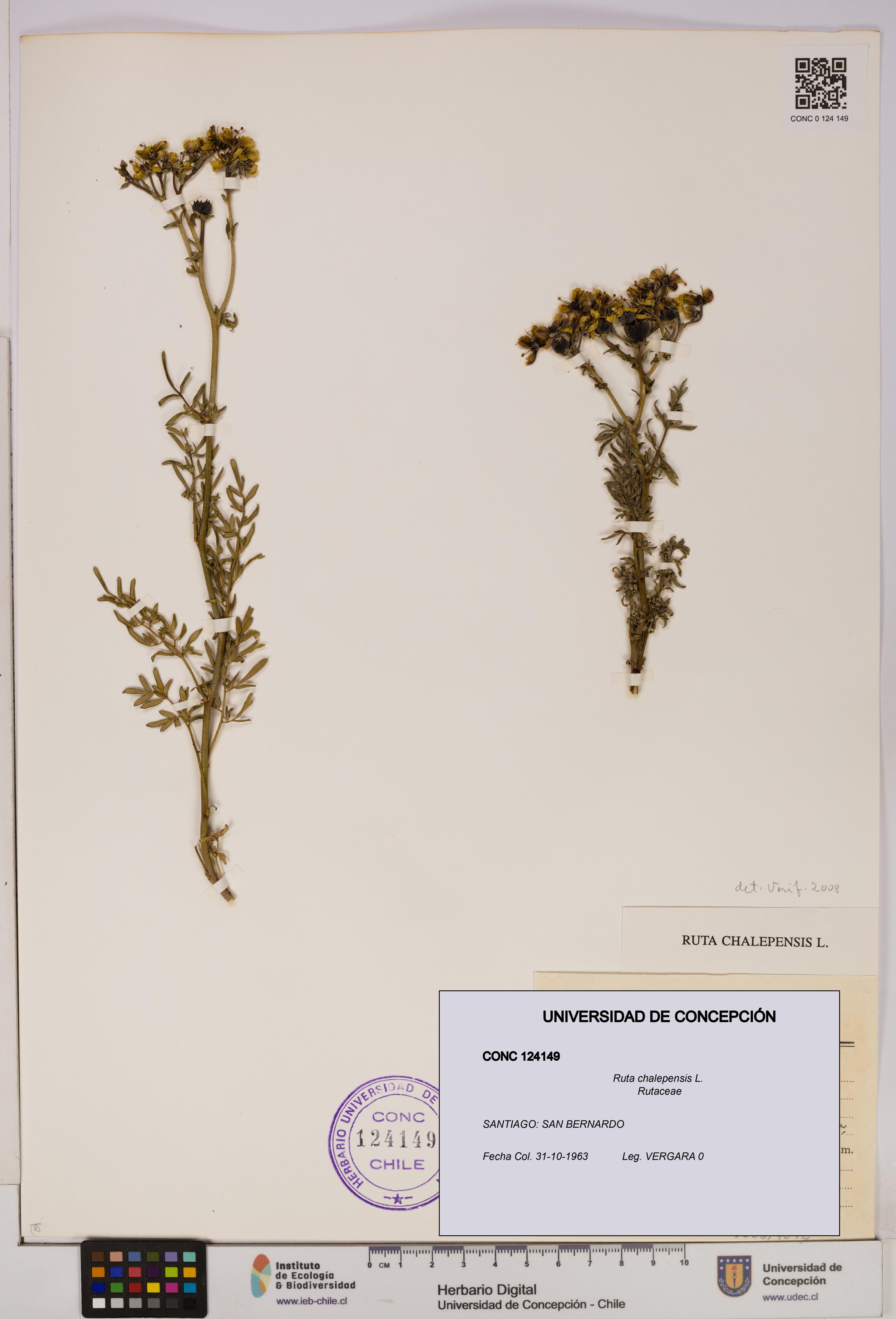 Ruta chalepensis [Espécimen: UDEC:CONC:0124149]