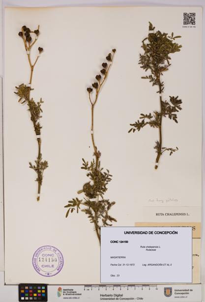 Ruta chalepensis [Espécimen: UDEC:CONC:0124150]