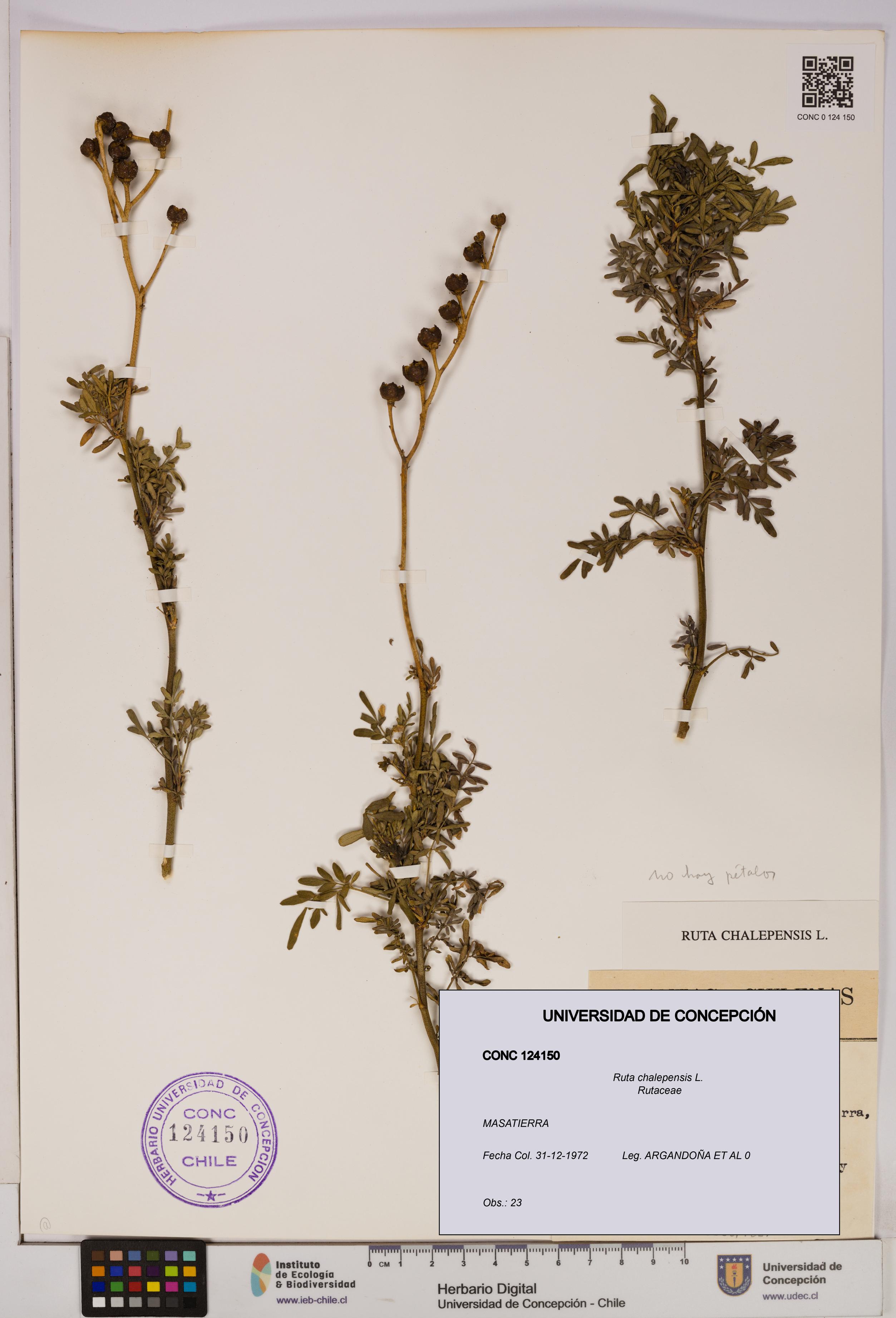 Ruta chalepensis [Espécimen: UDEC:CONC:0124150]