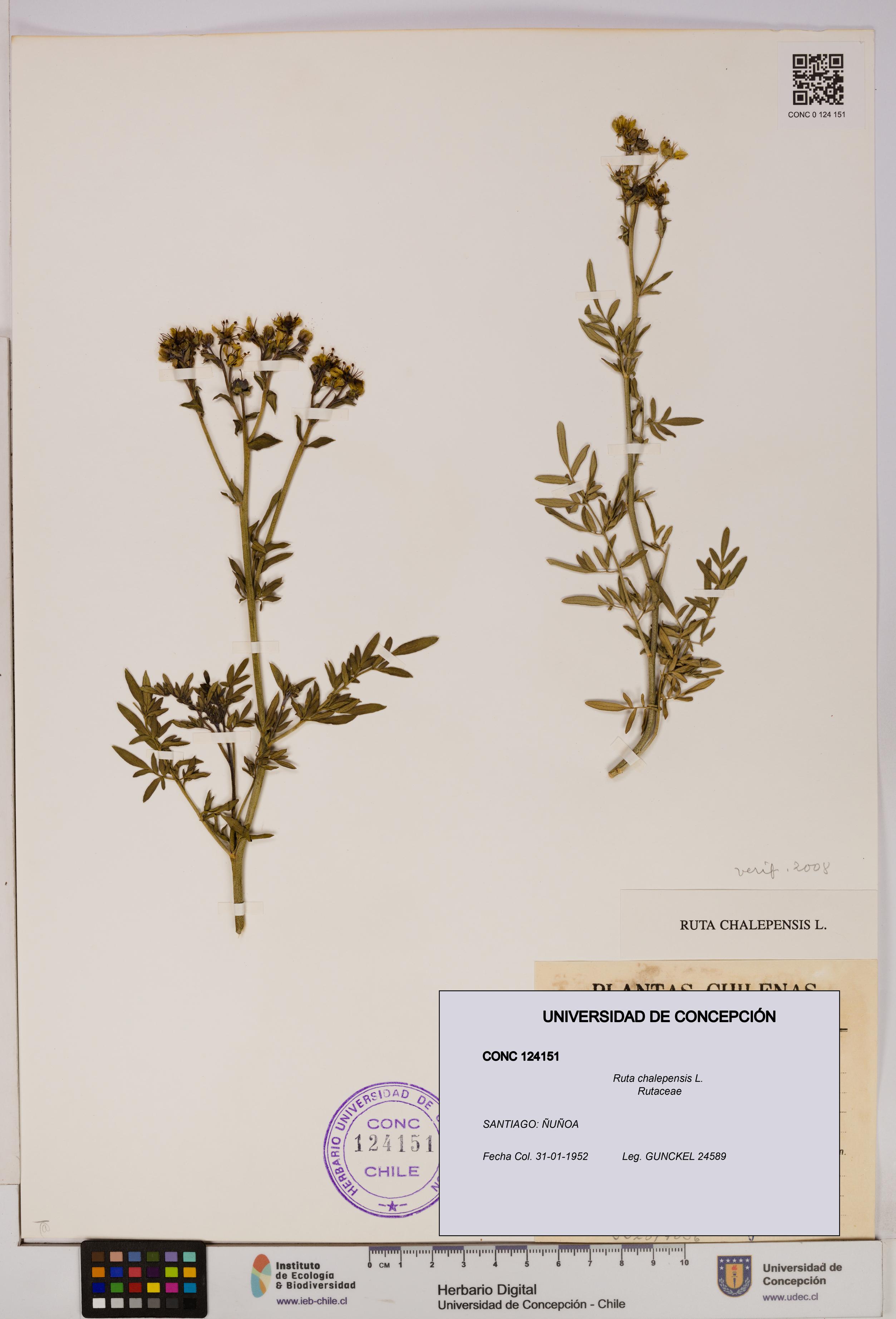 Ruta chalepensis [Espécimen: UDEC:CONC:0124151]