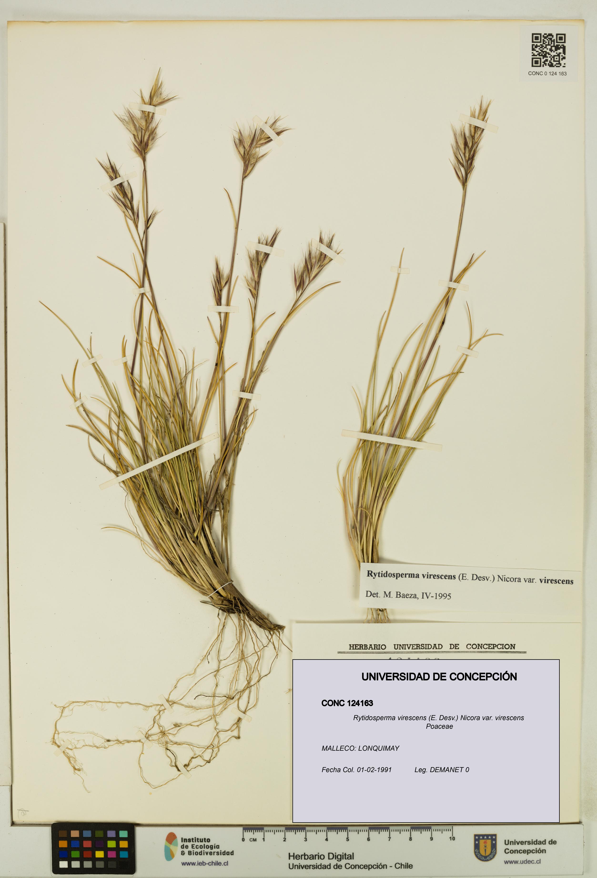 Rytidosperma virescens var. virescens [Espécimen: UDEC:CONC:0124163]
