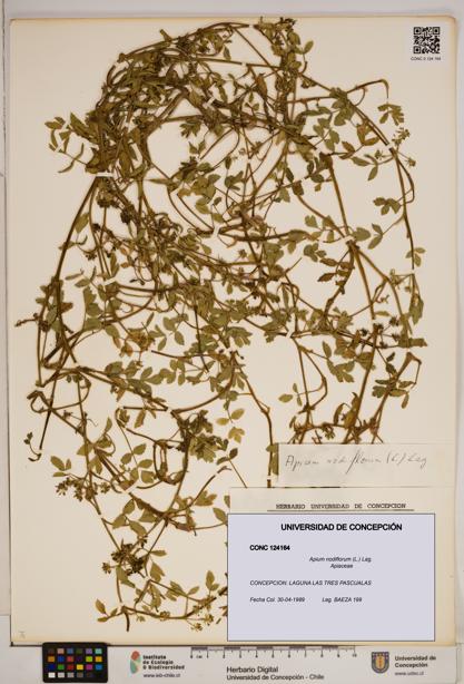 Apium nodiflorum [Espécimen: ]