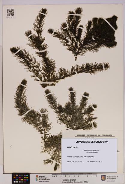 Ceratophyllum demersum [Espécimen: UDEC:CONC:0124171]