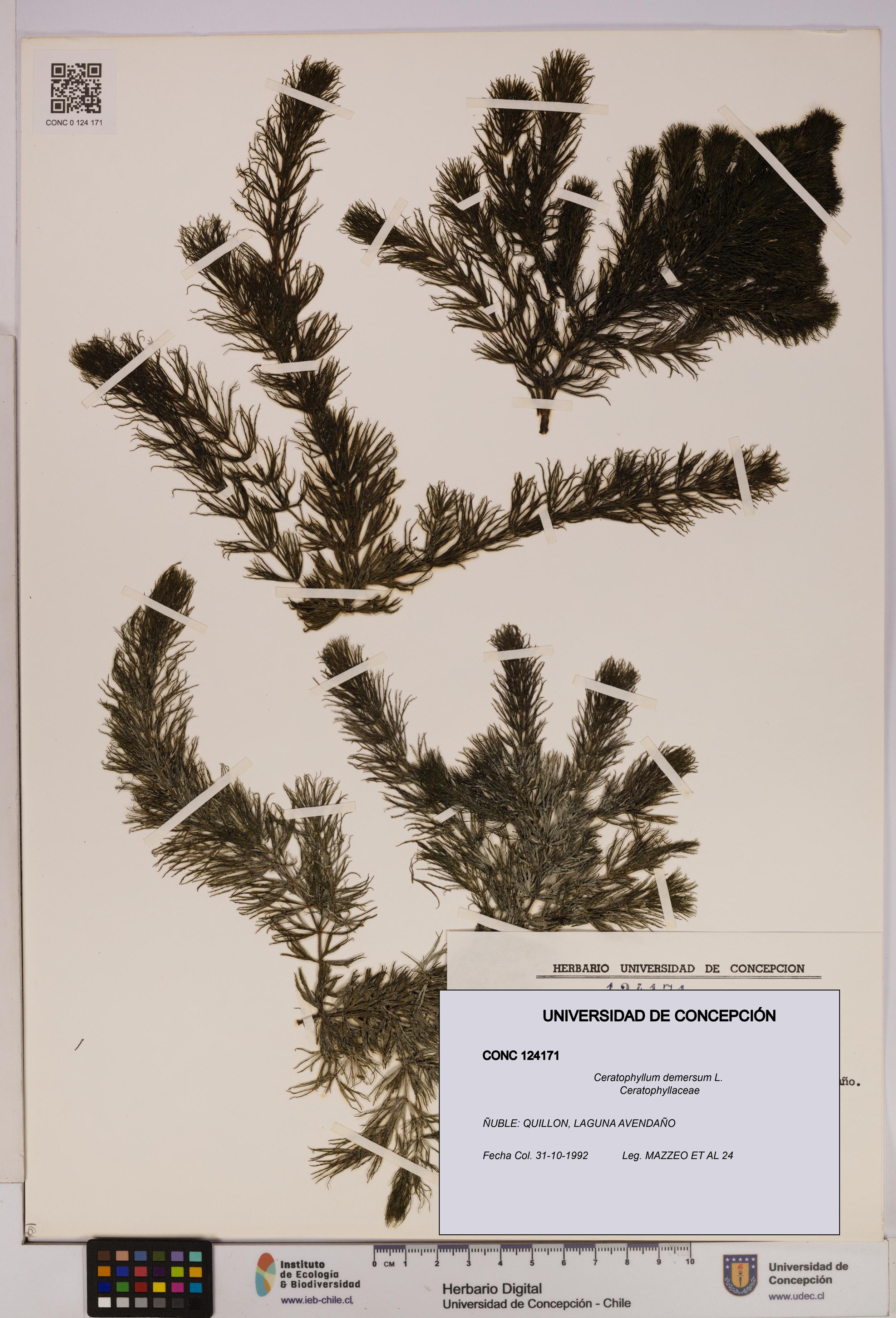Ceratophyllum demersum [Espécimen: UDEC:CONC:0124171]