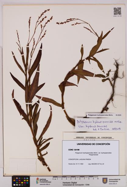 Polygonum hydropiperoides var. hydropiperoides [Espécimen: UDEC:CONC:0124189]