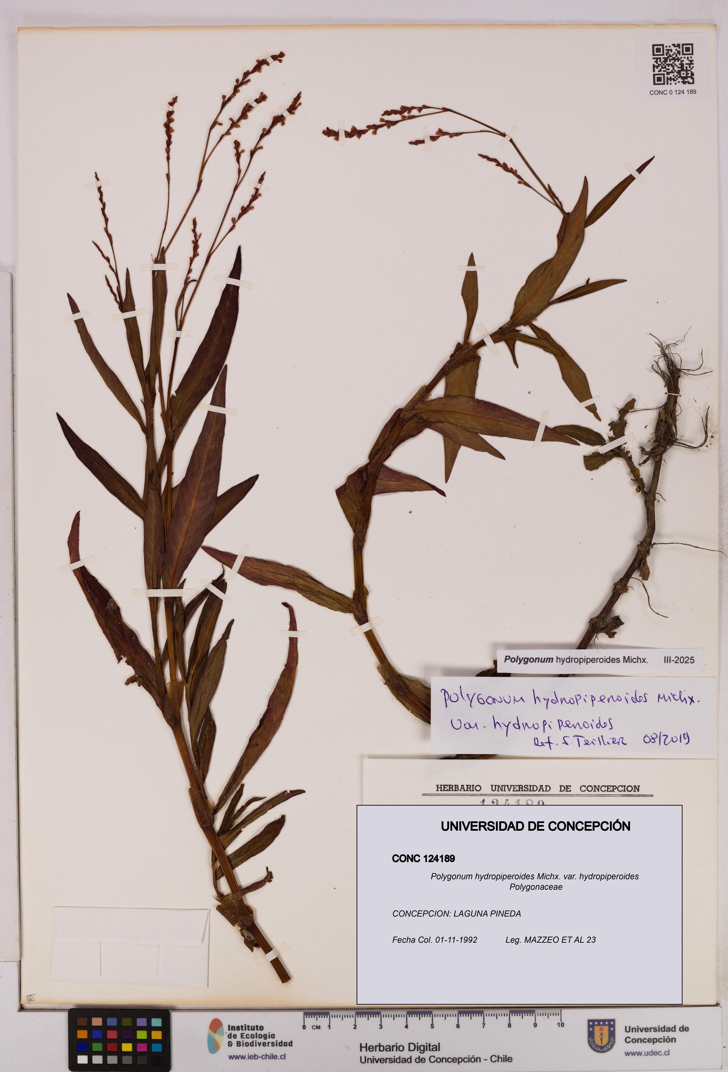 Polygonum hydropiperoides var. hydropiperoides [Espécimen: UDEC:CONC:0124189]