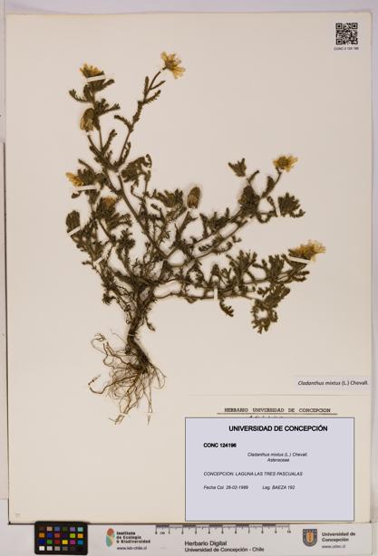 Cladanthus mixtus [Espécimen: UDEC:CONC:0124196]