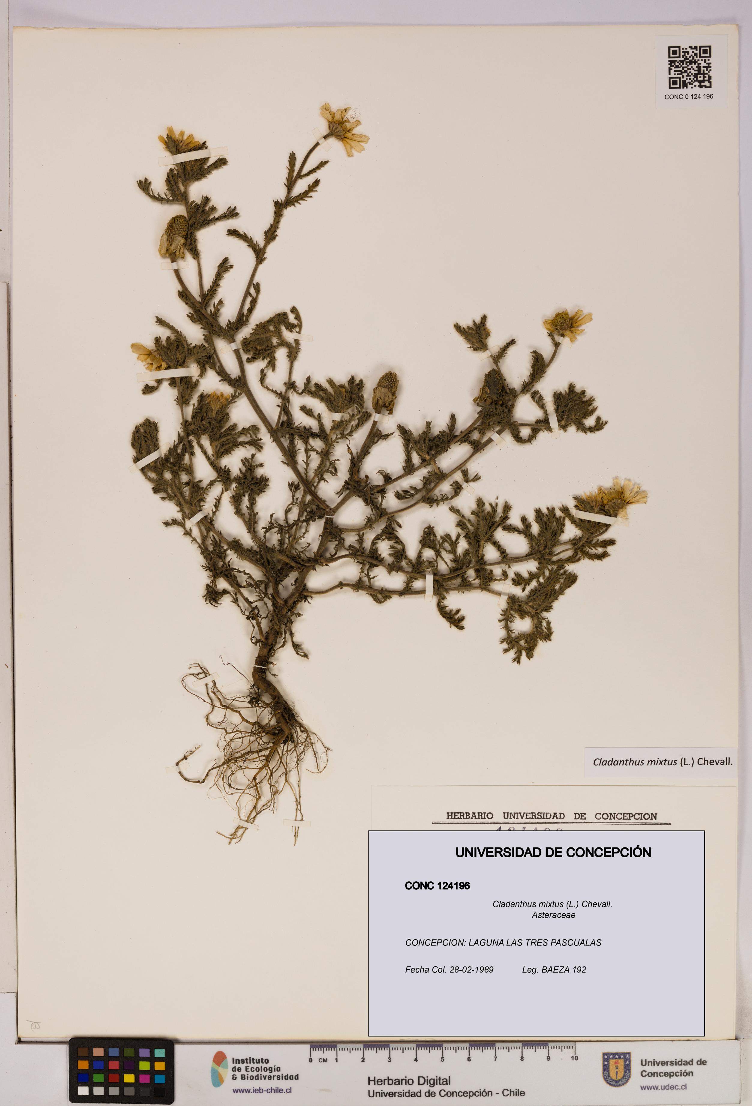 Cladanthus mixtus [Espécimen: UDEC:CONC:0124196]