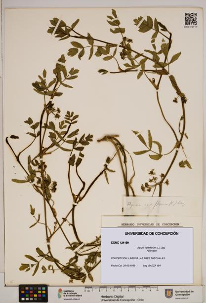 Apium nodiflorum [Espécimen: ]