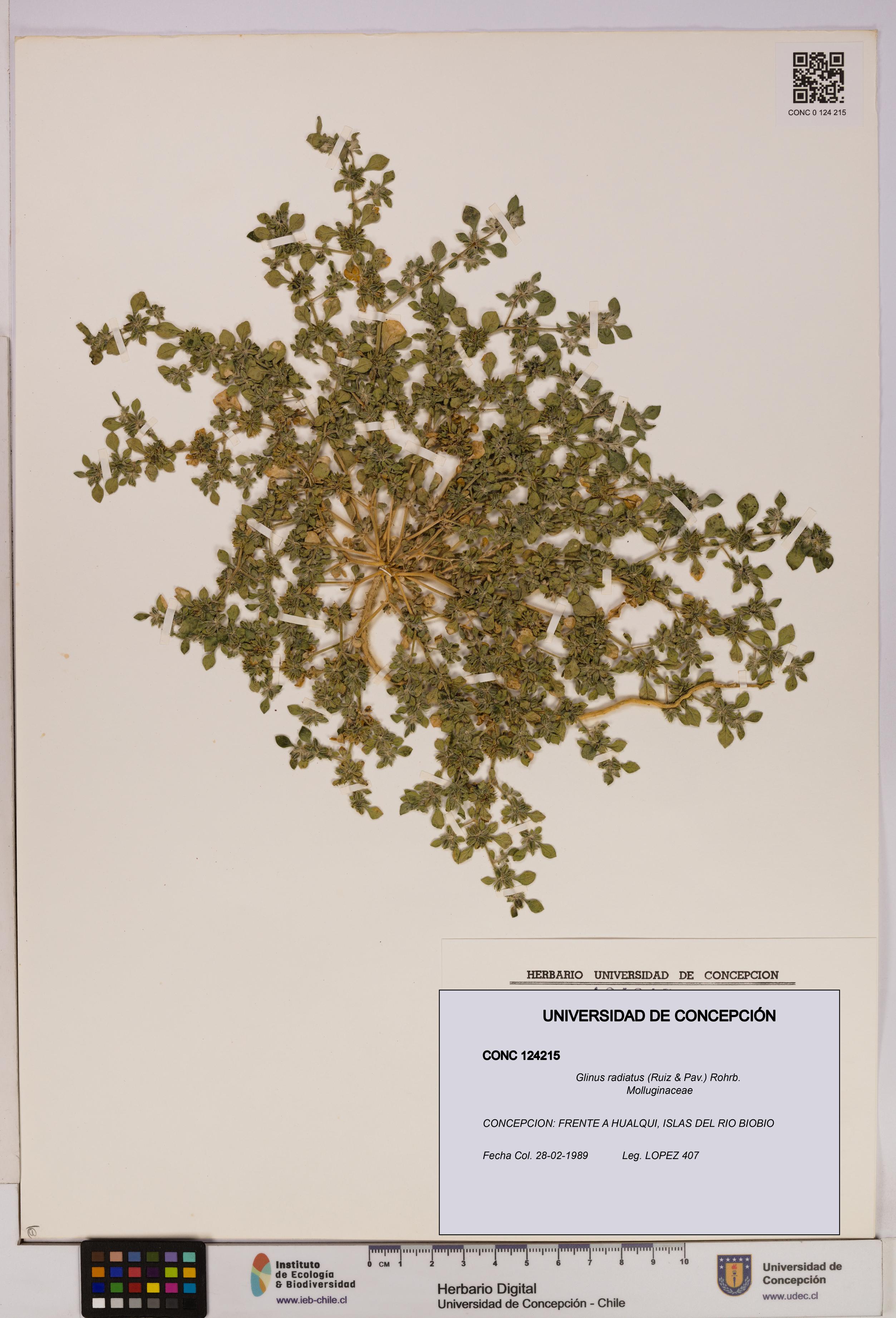 Glinus radiatus [Espécimen: UDEC:CONC:0124215]