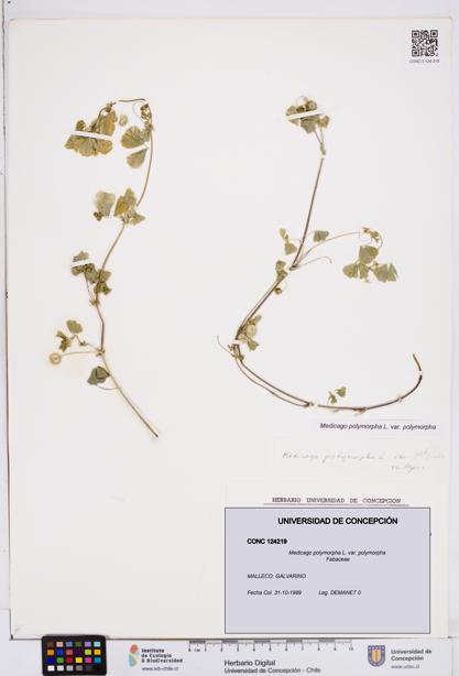 Medicago polymorpha var. polymorpha [Espécimen: ]