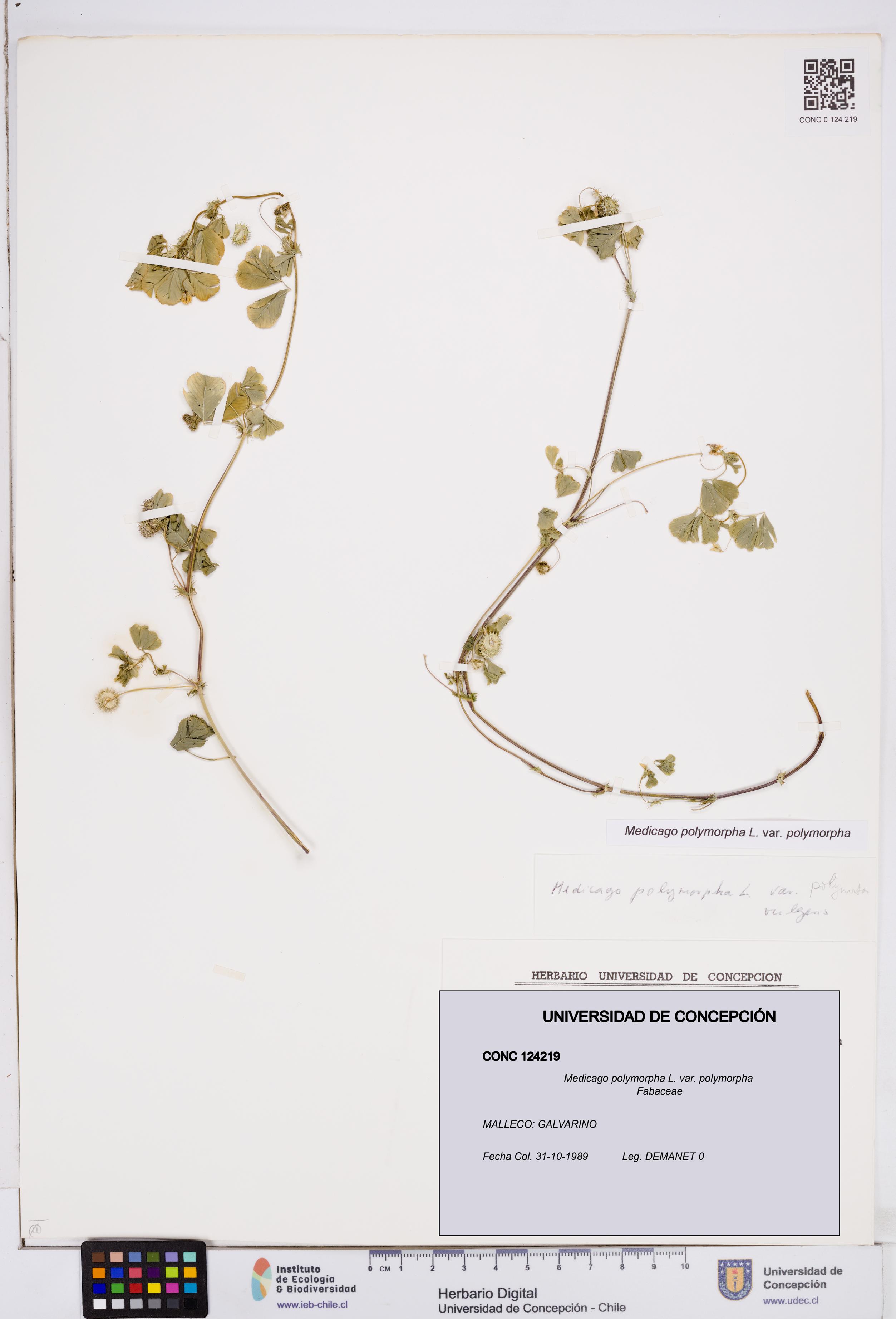 Medicago polymorpha var. polymorpha [Espécimen: ]