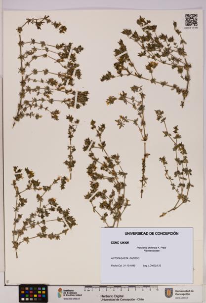 Frankenia chilensis [Espécimen: UDEC:CONC:0124305]