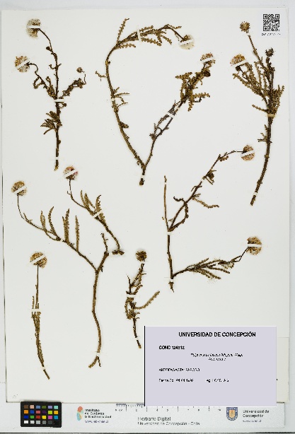 Polyachyrus fuscus [Espécimen: UDEC:CONC:0124312]