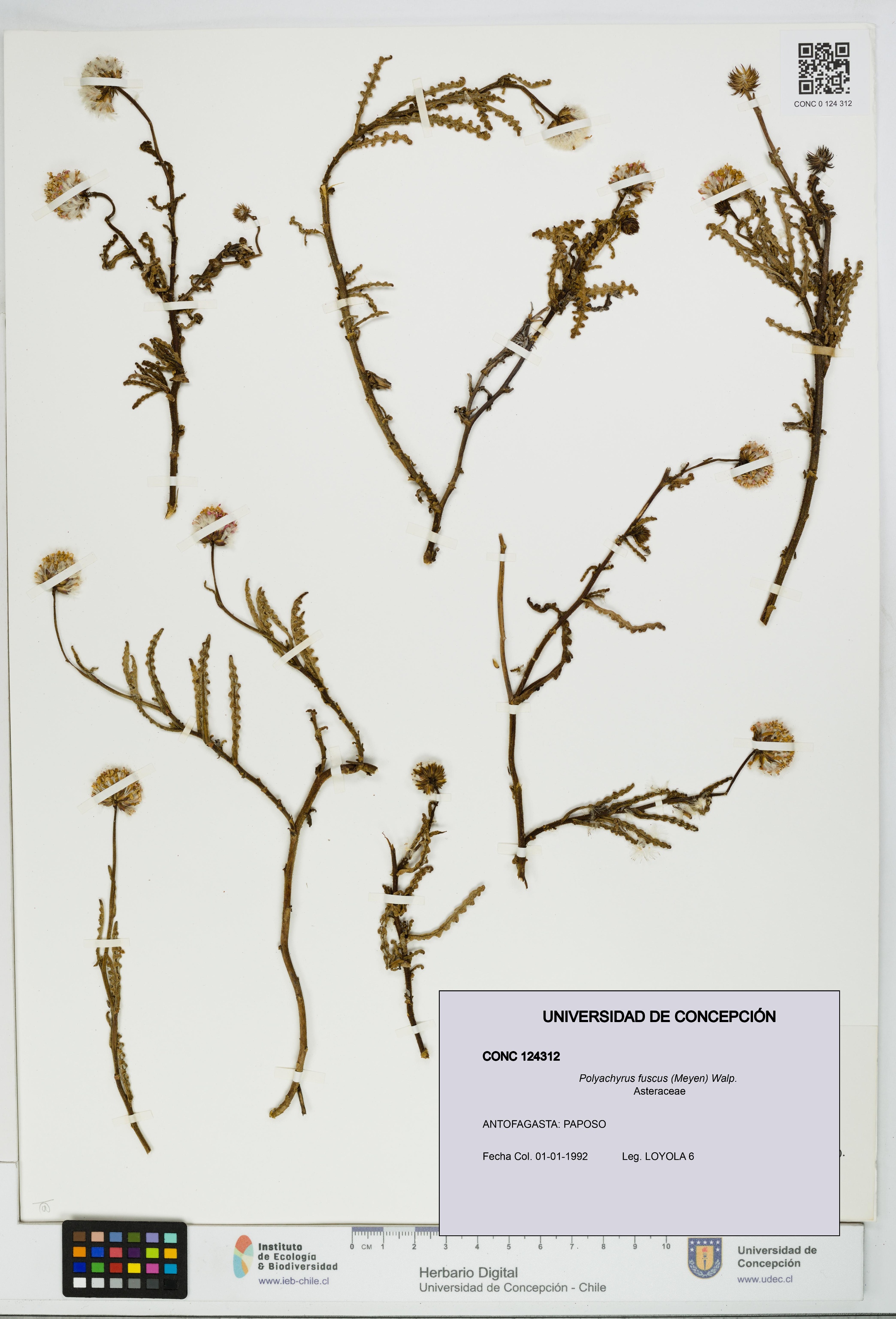 Polyachyrus fuscus [Espécimen: UDEC:CONC:0124312]