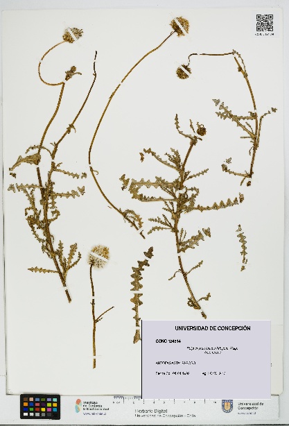 Polyachyrus fuscus [Espécimen: UDEC:CONC:0124314]