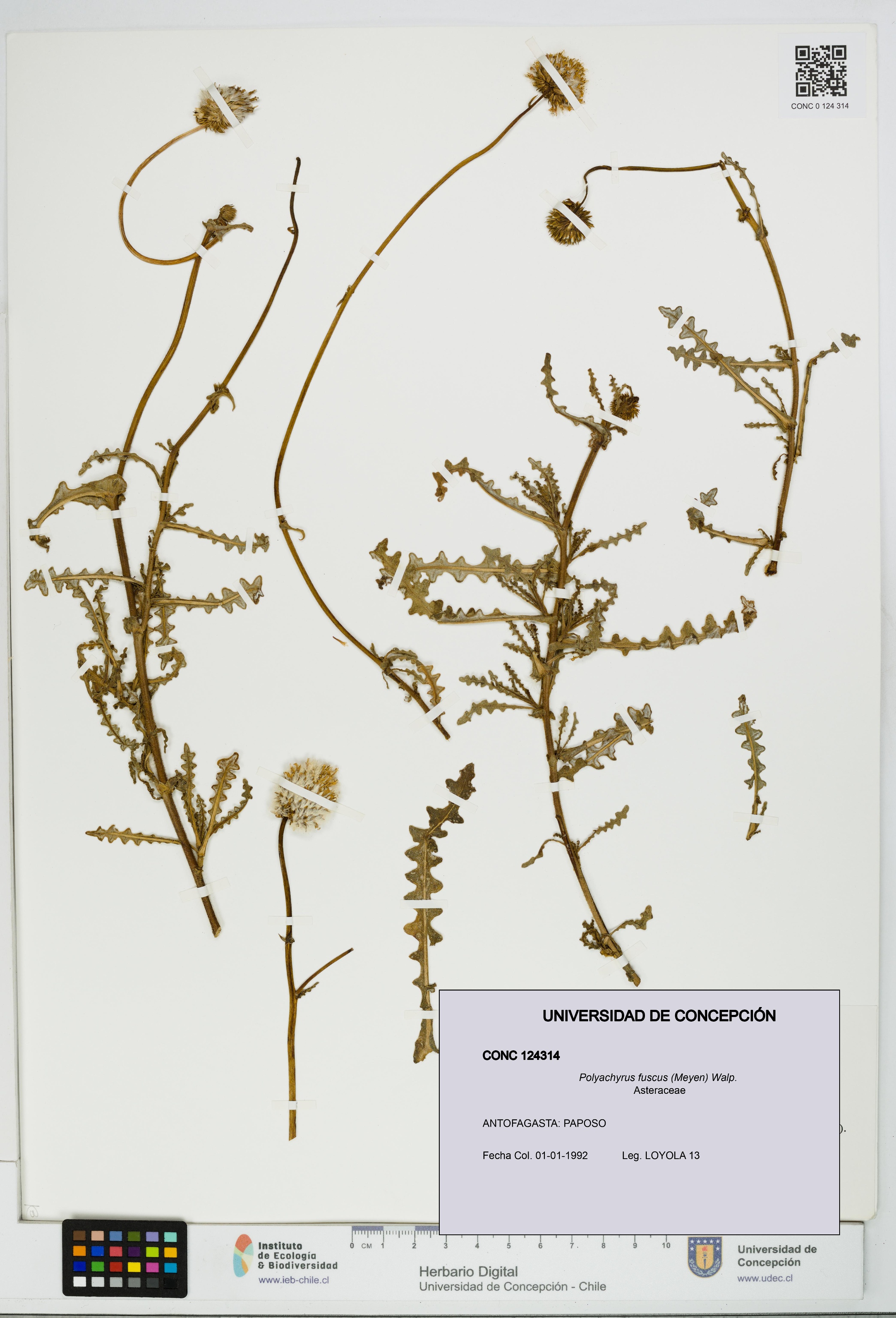 Polyachyrus fuscus [Espécimen: UDEC:CONC:0124314]