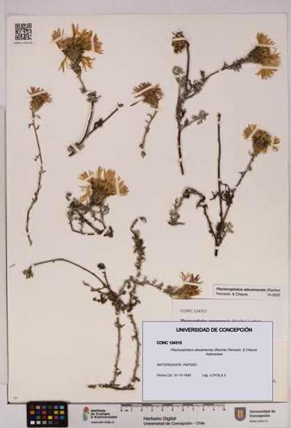 Plectocephalus atacamensis [Espécimen: UDEC:CONC:0124315]