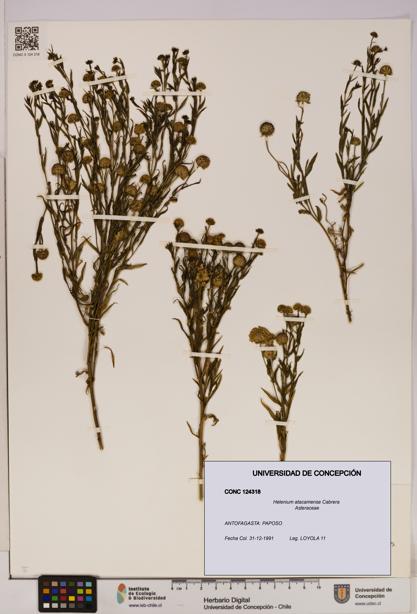 Helenium atacamense [Espécimen: UDEC:CONC:0124318]