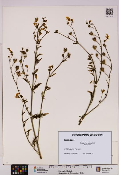 Schizanthus lacteus [Espécimen: UDEC:CONC:0124319]