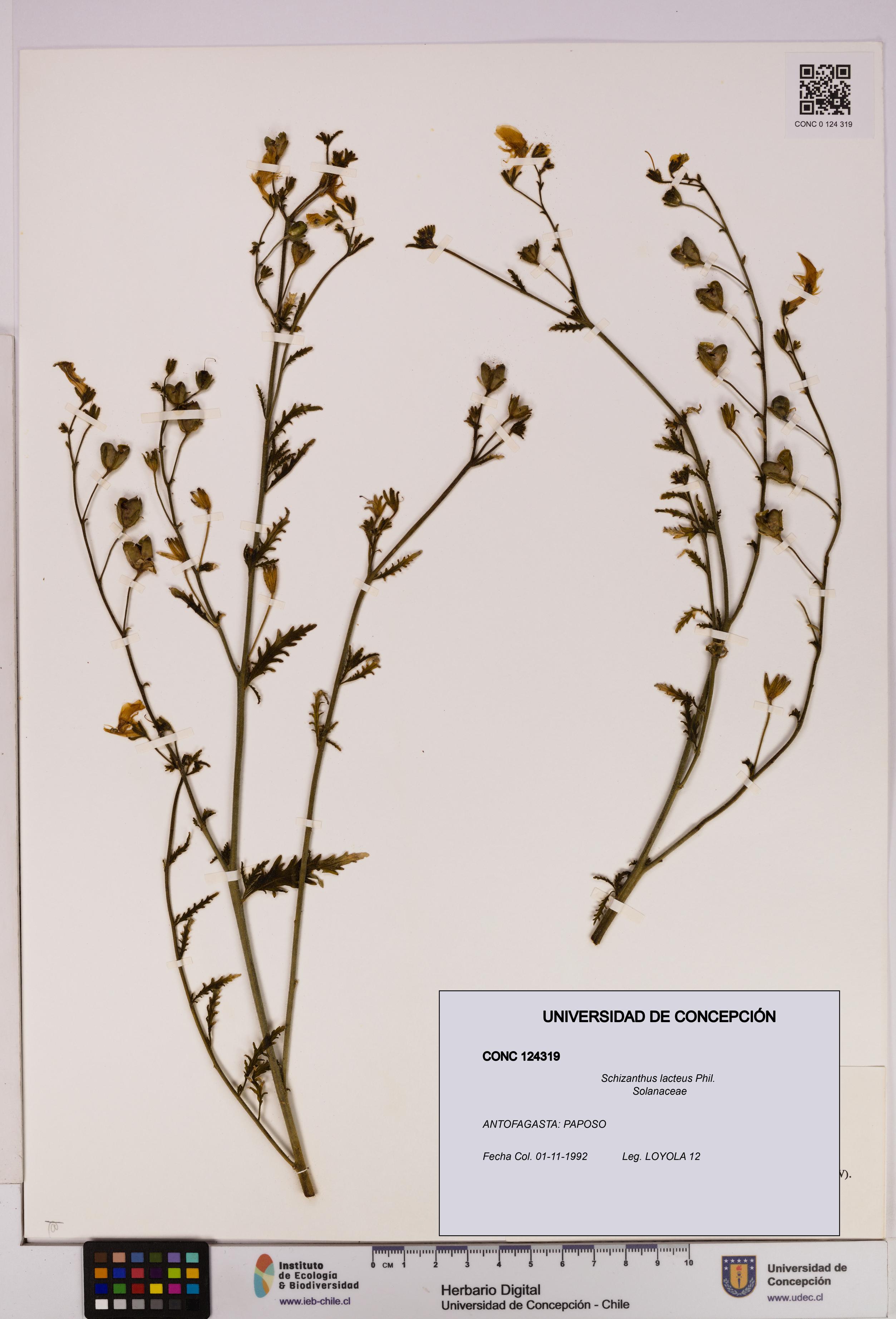 Schizanthus lacteus [Espécimen: UDEC:CONC:0124319]