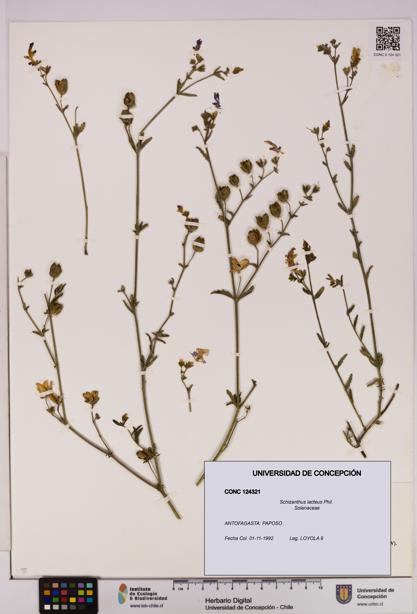 Schizanthus lacteus [Espécimen: UDEC:CONC:0124321]