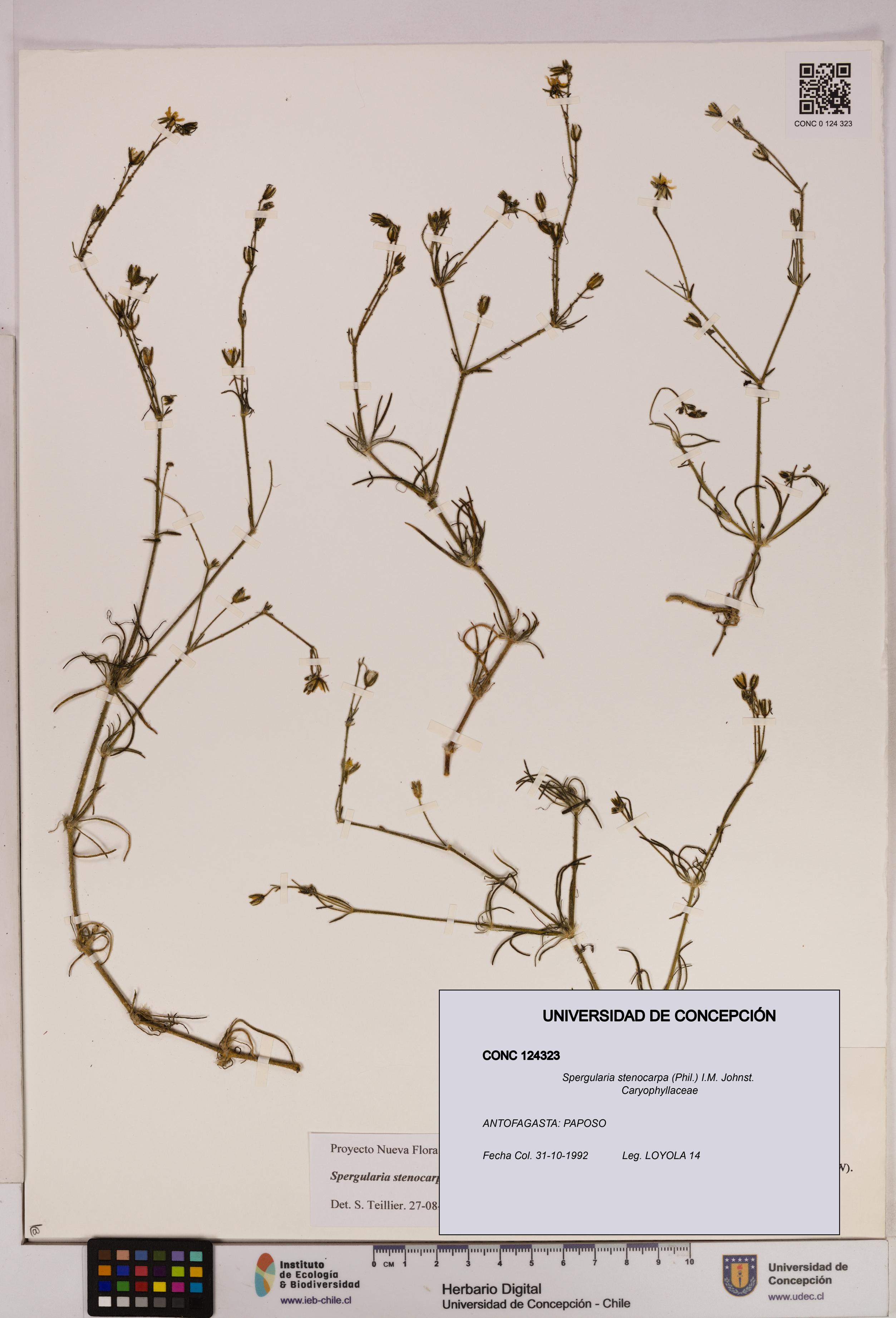 Spergularia stenocarpa [Espécimen: UDEC:CONC:0124323]
