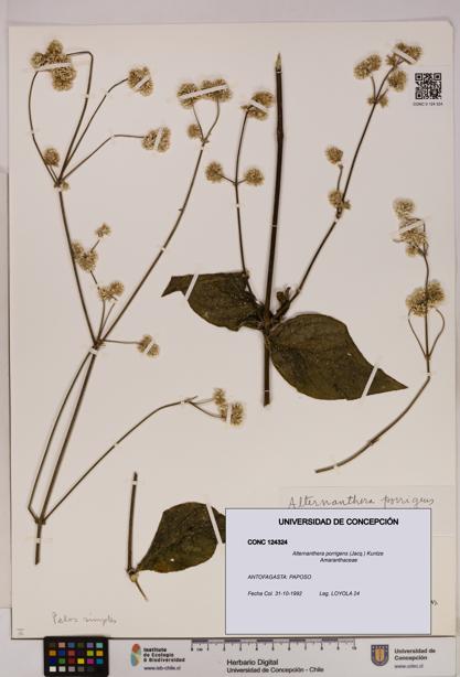 Alternanthera porrigens [Espécimen: UDEC:CONC:0124324]