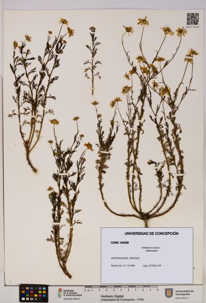 Anthemis cotula [Espécimen: UDEC:CONC:0124325]