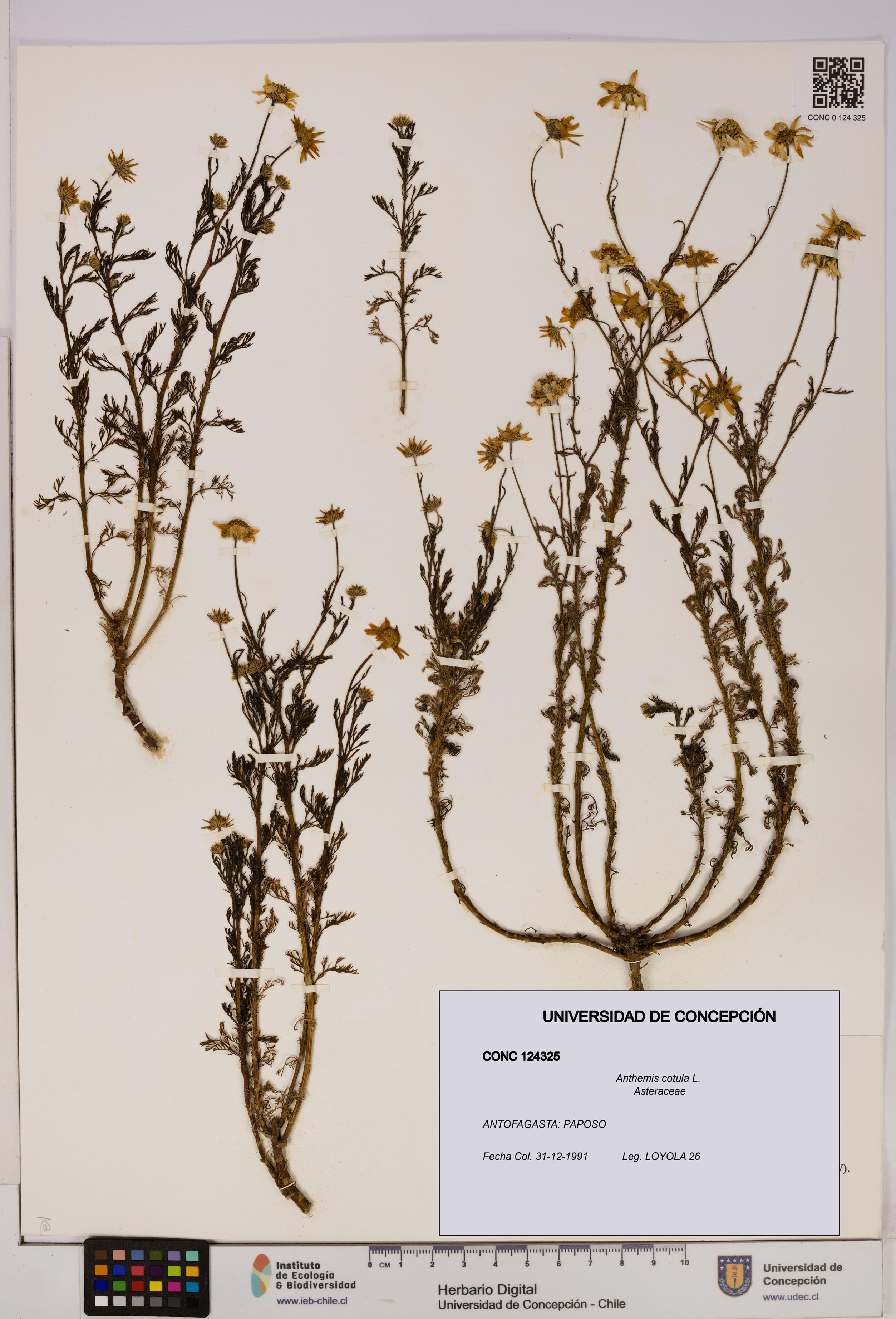 Anthemis cotula [Espécimen: UDEC:CONC:0124325]