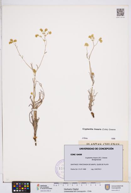 Cryptantha linearis [Espécimen: ]