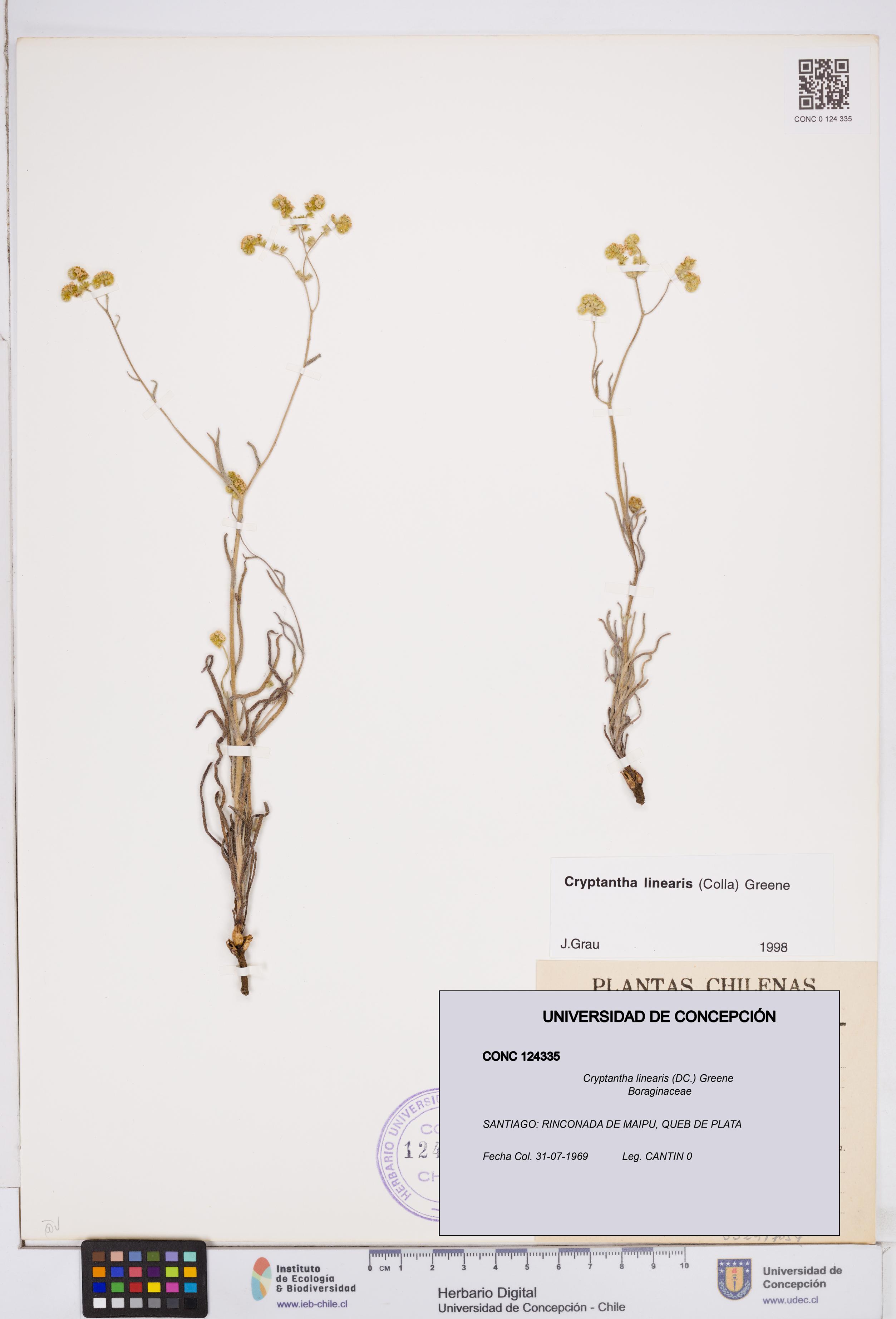 Cryptantha linearis [Espécimen: ]