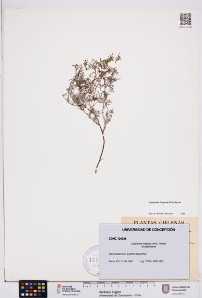 Cryptantha filaginea [Espécimen: ]