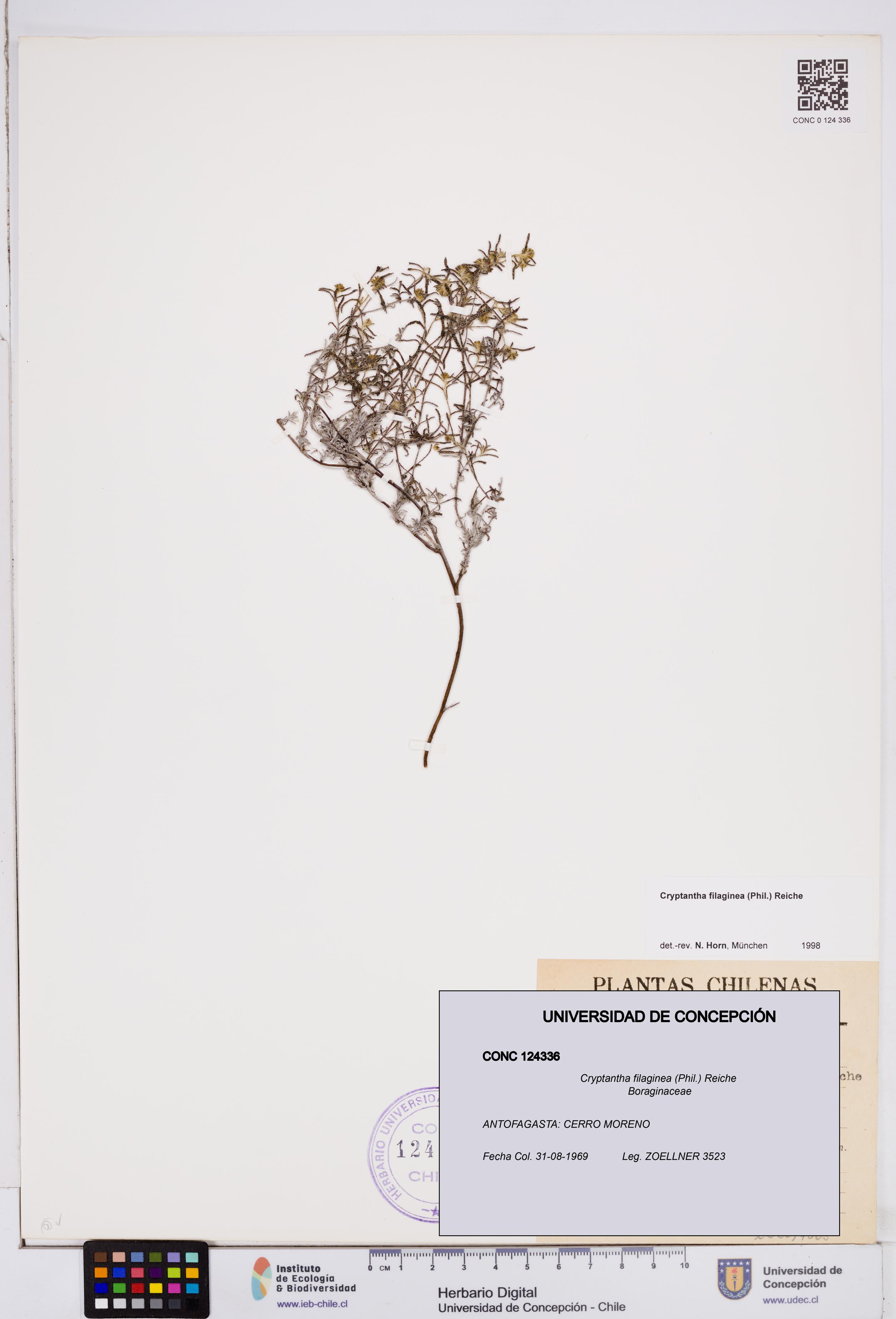 Cryptantha filaginea [Espécimen: ]