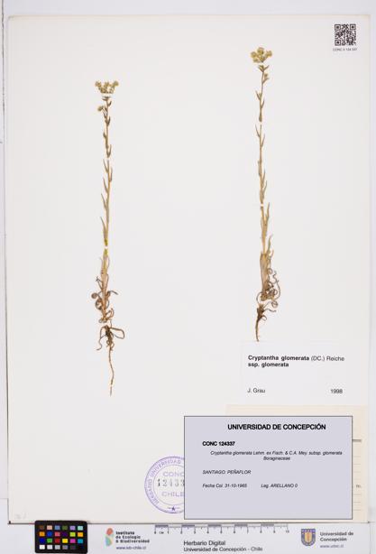 Cryptantha glomerata subsp. glomerata [Espécimen: ]