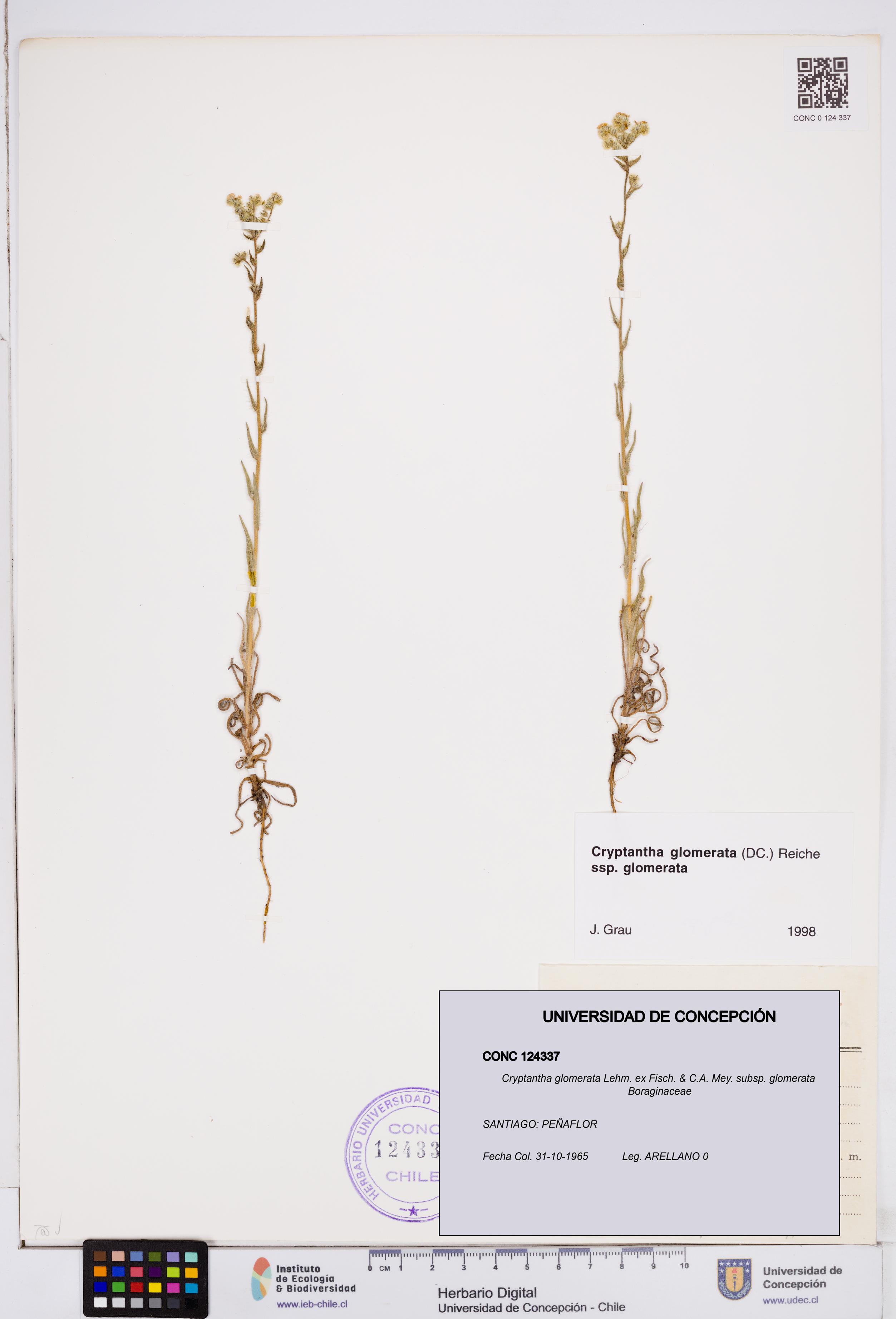 Cryptantha glomerata subsp. glomerata [Espécimen: ]