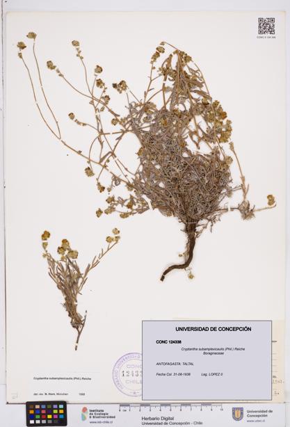 Cryptantha subamplexicaulis [Espécimen: ]