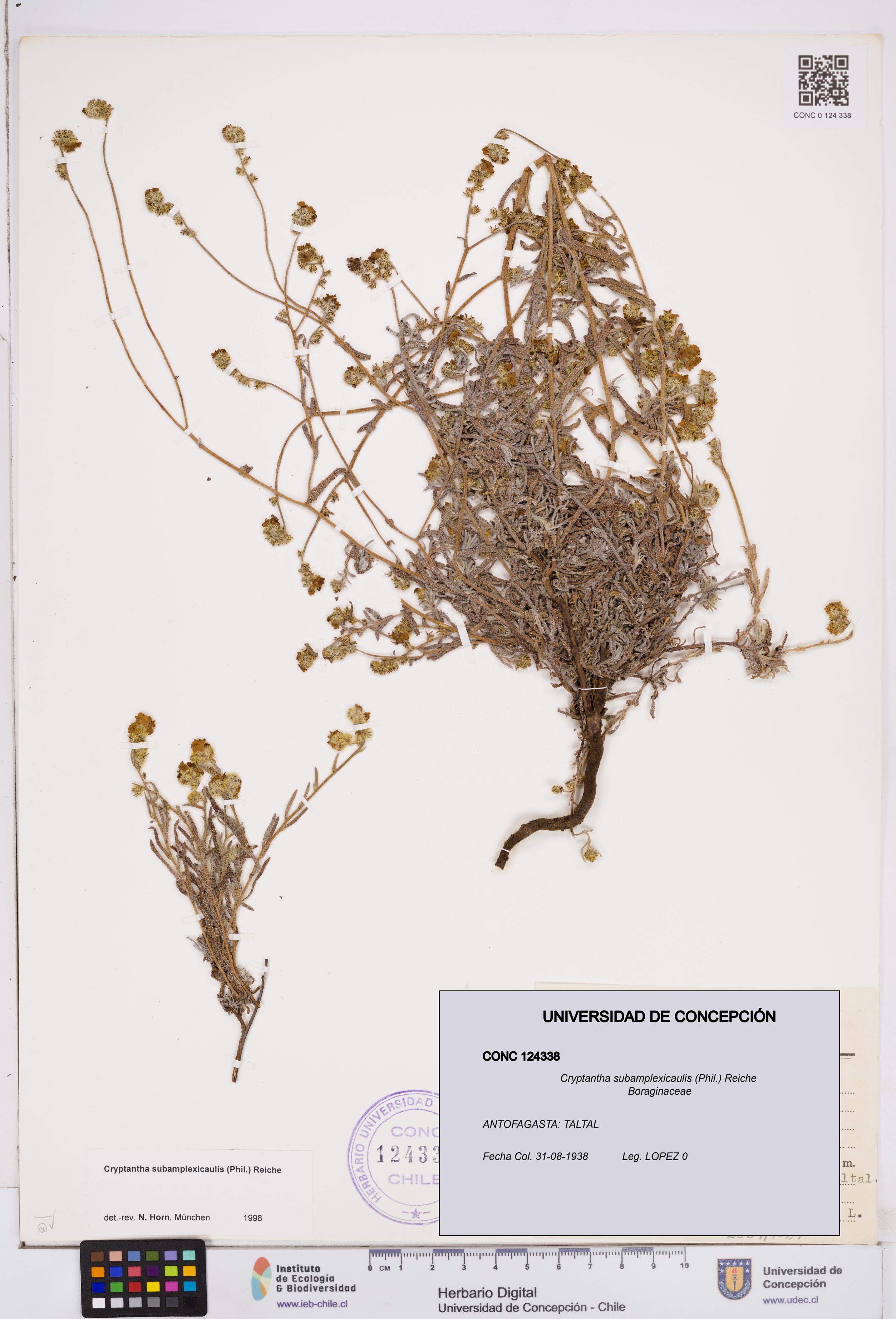 Cryptantha subamplexicaulis [Espécimen: ]