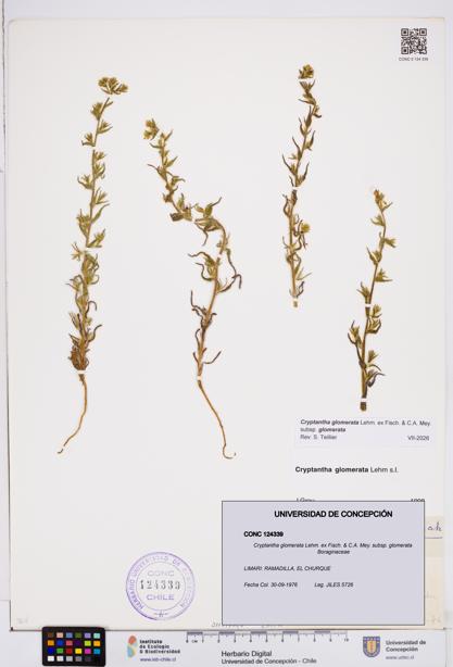 Cryptantha glomerata subsp. glomerata [Espécimen: ]